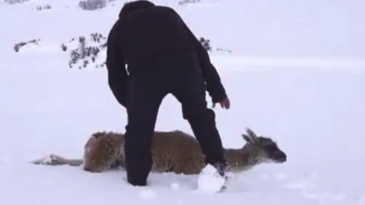 Ola polar en Santa Cruz: muchos guanacos, choiques, y demás animales salvajes se están muriendo de frío