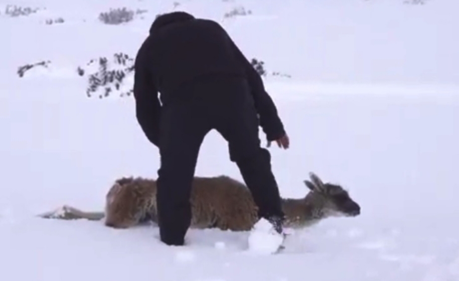 Ola polar en Santa Cruz: muchos guanacos, choiques, y demás animales salvajes se están muriendo de frío