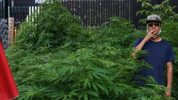 Un verdadero jardín de marihuana frente al Senado de México