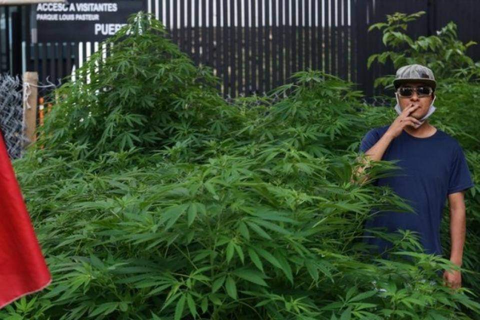 Un verdadero jardín de marihuana frente al Senado de México