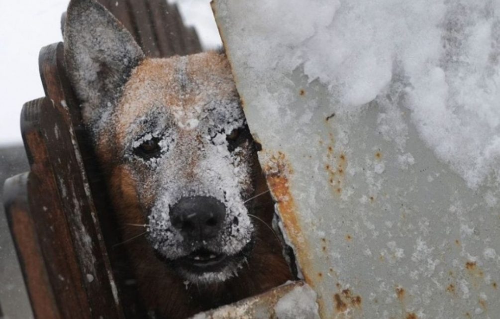 LAS MASCOTAS YA TIENEN SU ORDENANZA MUNICIPAL EN RIO GRANDE