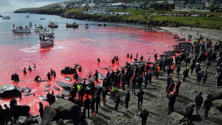 Imágenes Sensibles: El Mar Se Vuelve Rojo Por Una Cacería Indiscriminada De Ballenas