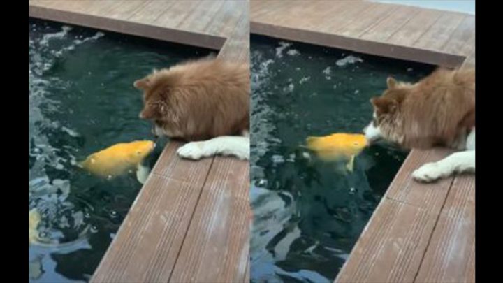 El cariñoso encuentro (a los besos) entre un perro y un pez