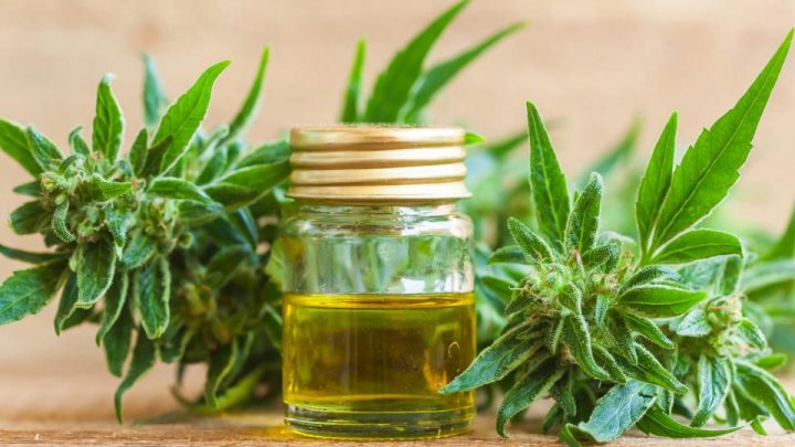 Cannabis medicinal: qué provincia ya tiene los primeros permisos para el autocultivo