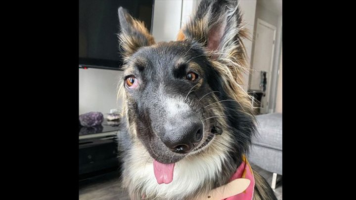 Brodie, el perro que fue atacado por su madre y aprendió a ser feliz