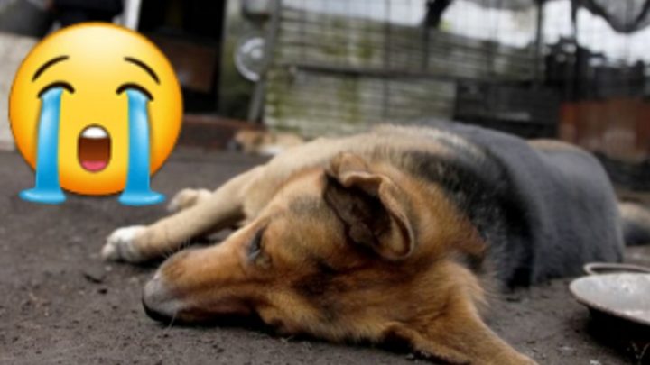 Alertan en Ushuaia inadaptado tira tóxicos para envenenar perros
