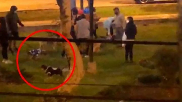 ¡Guau!: rompieron la cuarentena para festejar el cumpleaños de su perro