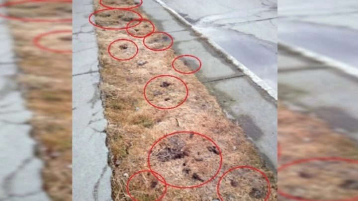 ASQUEROSO: Vecinos reclaman que no pueden caminar por cantidad de caca de perro en la vía pública