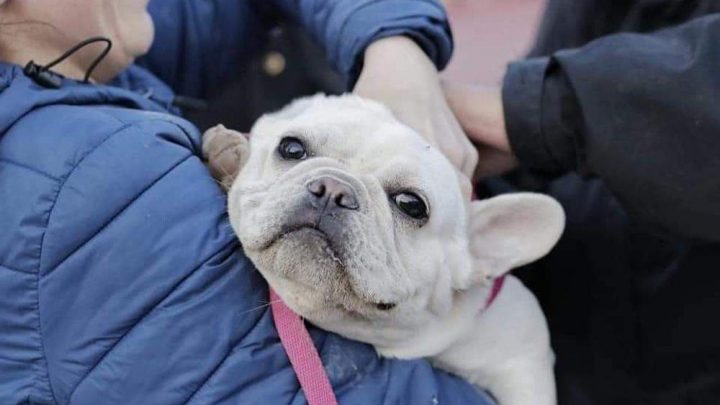MÁS FAMILIAS ADOPTARON PERROS DE ZOONOSIS DURANTE EL AISLAMIENTO