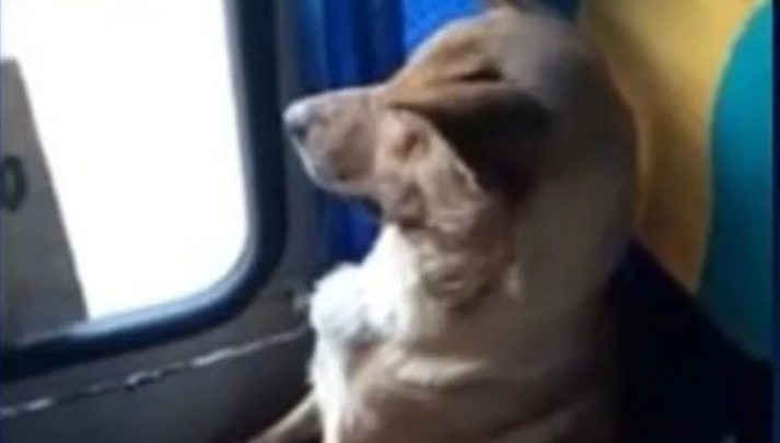 Video: un colectivero dejó subir a un perro como pasajero para que no sufra frío en la calle