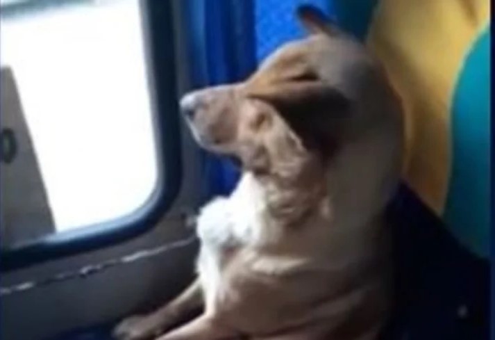 Video: un colectivero dejó subir a un perro como pasajero para que no sufra frío en la calle
