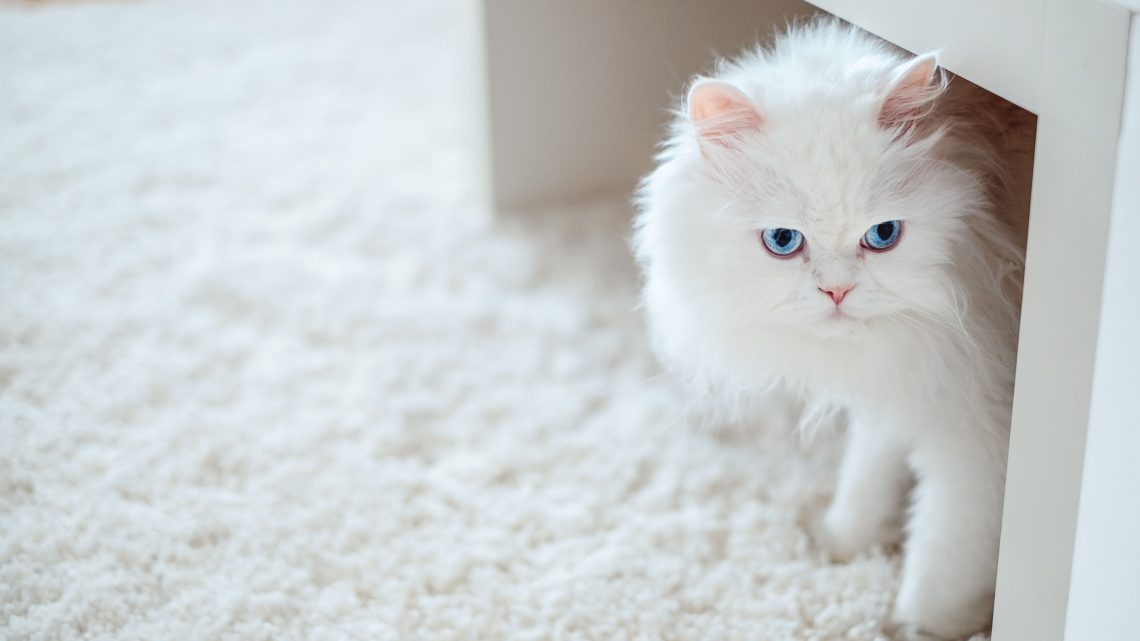 La divertida imagen de un gato que se “volvió” amarillo cuando le trataron una infección con cúrcuma