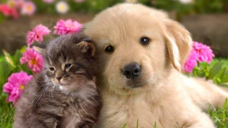 Un grupo de científicos desmintió la enemistad natural entre los perros y los gatos Un grupo de científicos desmintió la enemistad natural entre los perros y los gatos