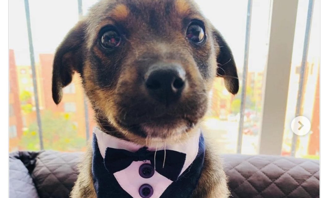 La triste historia de Vicente, el perro que dejaron plantado el día de su adopción