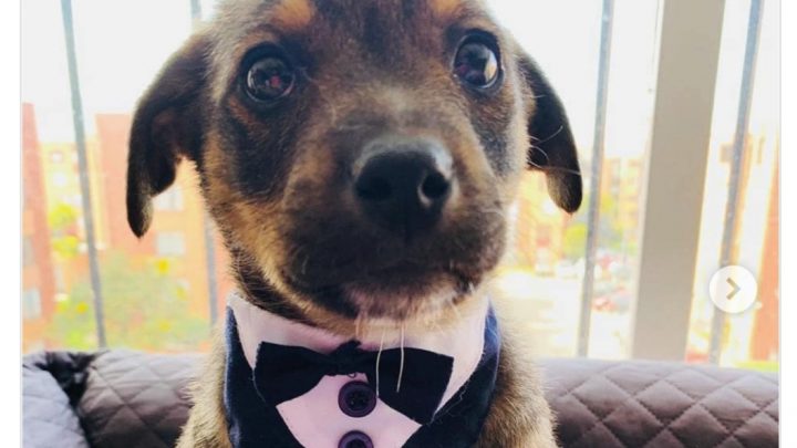 La triste historia de Vicente, el perro que dejaron plantado el día de su adopción