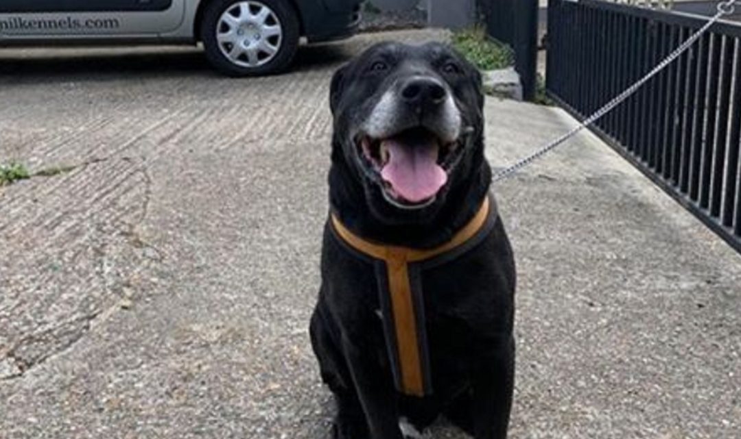 “Mi dueño me abandonó después de diez años”, el desgarrador mensaje con el que dejaron a un perro