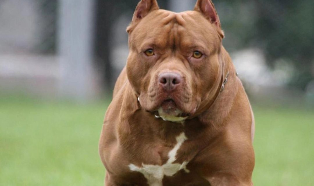 Un pitbull mató a una nena de nueve años en San Juan Un pitbull mató a una nena de nueve años en San Juan