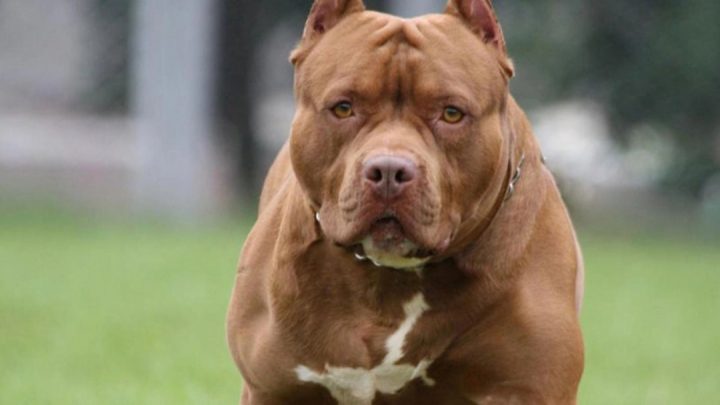 Un pitbull mató a una nena de nueve años en San Juan
