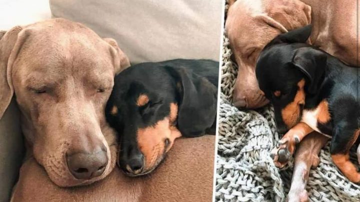 Un perro superó sus ataques de ansiedad con la ayuda de otro (que lo asiste emocionalmente)