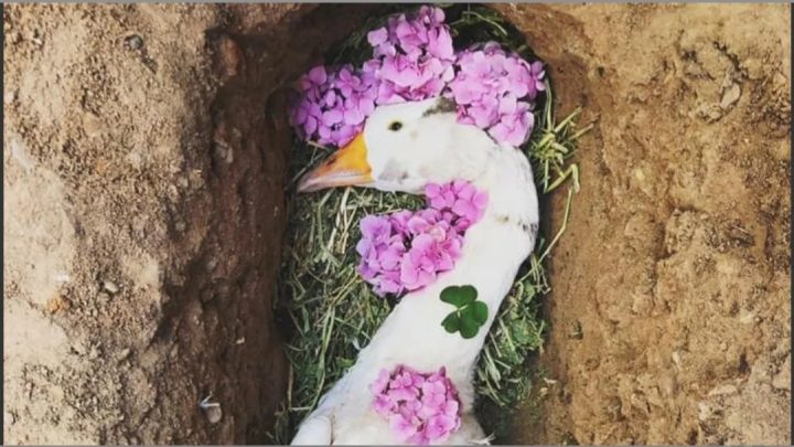 Se le murió el ganso, armó un funeral en Facebook y se volvió viral