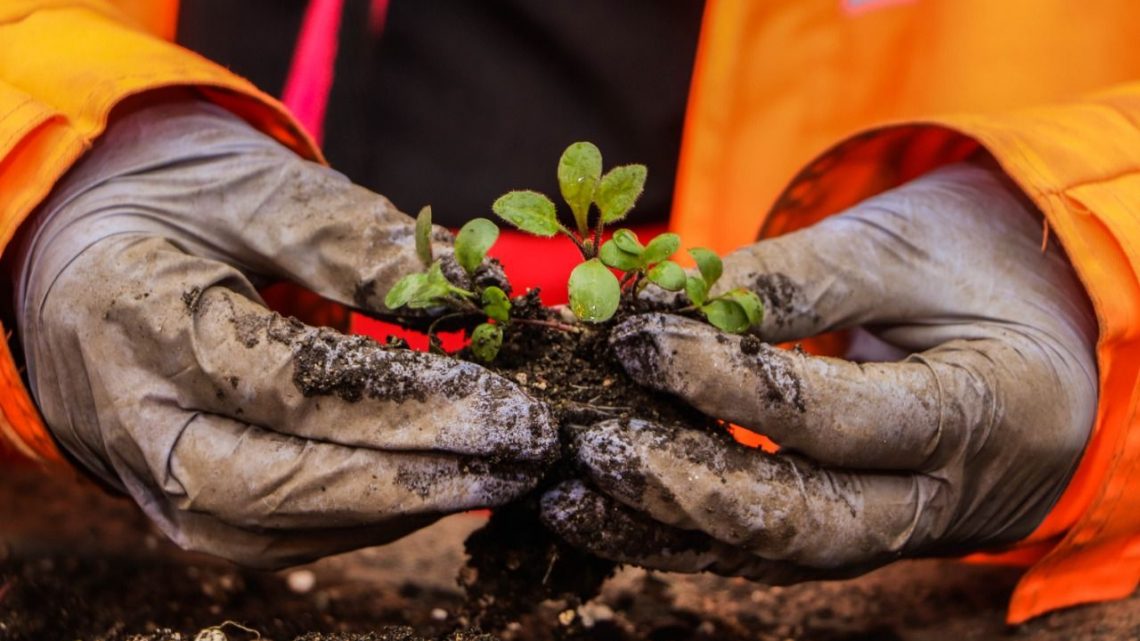 LA MUNICIPALIDAD DE USHUAIA PRODUJO MÁS DE 120 MIL PLANTINES Y ÁRBOLES PARA EMBELLECER LA CIUDAD