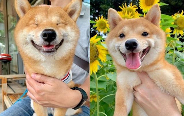 Uni, el adorable perrito que en todas las fotos sale sonriendo y es viral en las redes