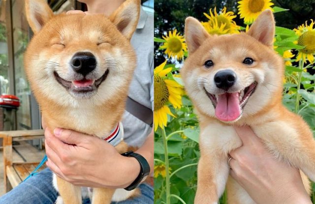 Uni, el adorable perrito que en todas las fotos sale sonriendo y es viral en las redes