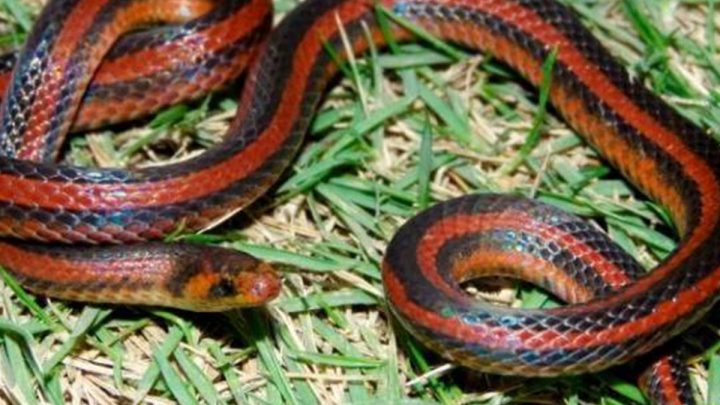 Fue al baño y una serpiente le mordió sus partes íntimas