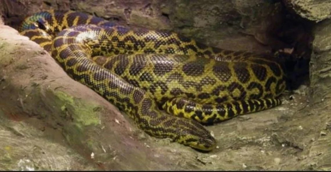 Encontraron una pitón hinchada y creyeron que se había tragado a una persona