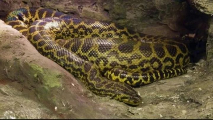 Encontraron una pitón hinchada y creyeron que se había tragado a una persona