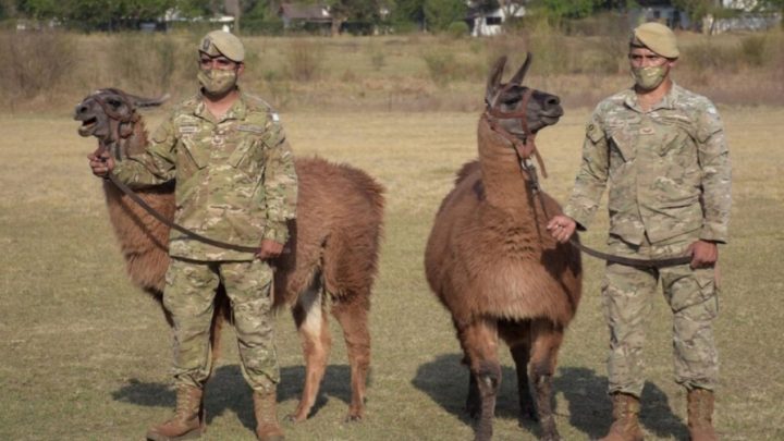 El Gobierno de Jujuy entregó 20 llamas al Ejército Argentino