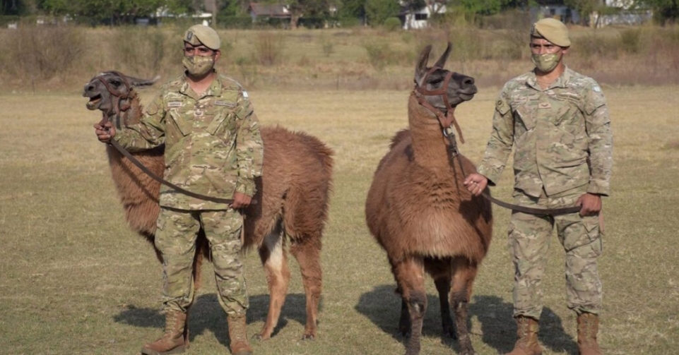 El Gobierno de Jujuy entregó 20 llamas al Ejército Argentino El Gobierno de Jujuy entregó 20 llamas al Ejército Argentino