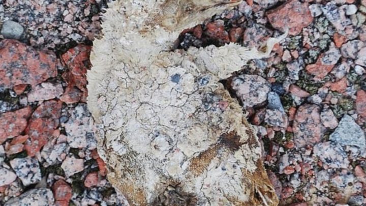 Antártida: el deshielo deja al descubierto una colonia de pingüinos momificado