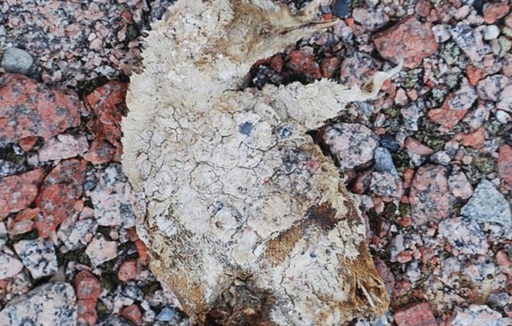 Antártida: el deshielo deja al descubierto una colonia de pingüinos momificado