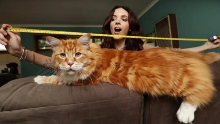 «Omar» mide 1 metro, pesa 14 kilos y es considerado el gato «más grande del mundo»