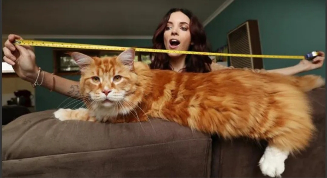 «Omar» mide 1 metro, pesa 14 kilos y es considerado el gato «más grande del mundo»