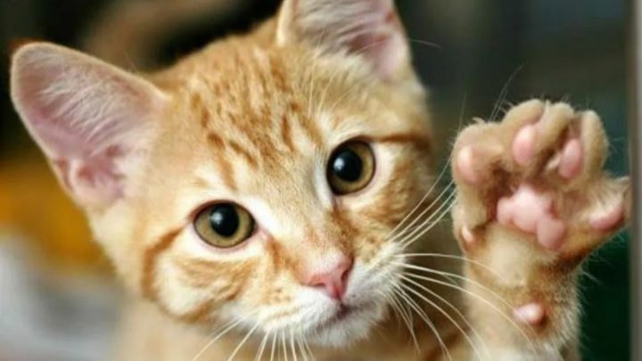 Venden un gato en 130.000 dólares porque su dueña asegura que cumple «deseos»