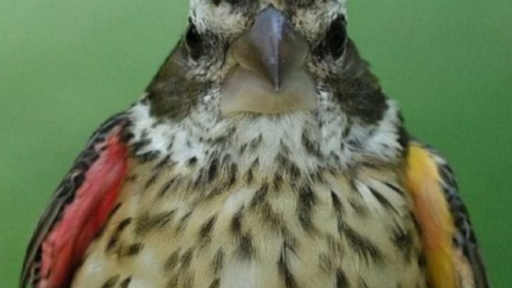 Descubrieron un rarísimo pájaro que es macho y hembra al mismo tiempo