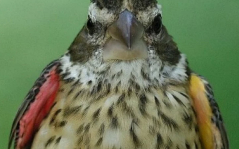 Descubrieron un rarísimo pájaro que es macho y hembra al mismo tiempo Descubrieron un rarísimo pájaro que es macho y hembra al mismo tiempo