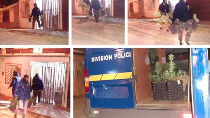 Operativo “Flores cannábicas”: Desbaratan sofisticado invernadero de marihuana