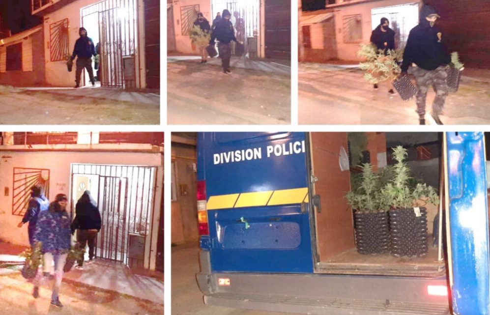 Operativo “Flores cannábicas”: Desbaratan sofisticado invernadero de marihuana