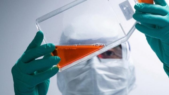 Investigadores argentinos neutralizaron al coronavirus con derivados de llamas y huevos de gallina