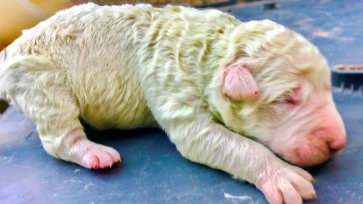 Furor en las redes sociales por un cachorrito de labrador que nació verde