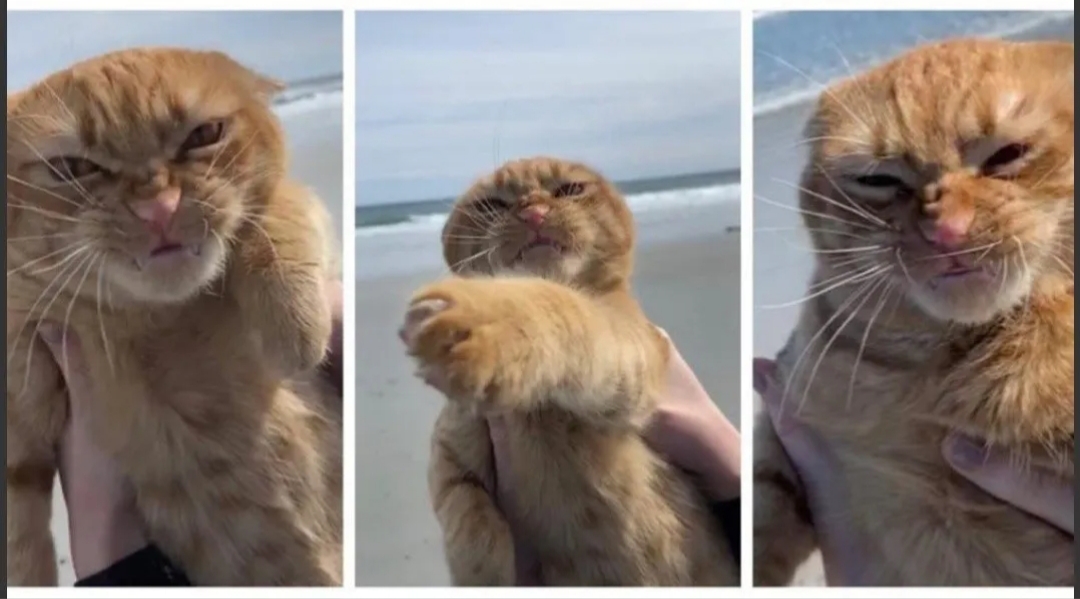 Furor por la cara que puso un gato al visitar la playa por primera vez