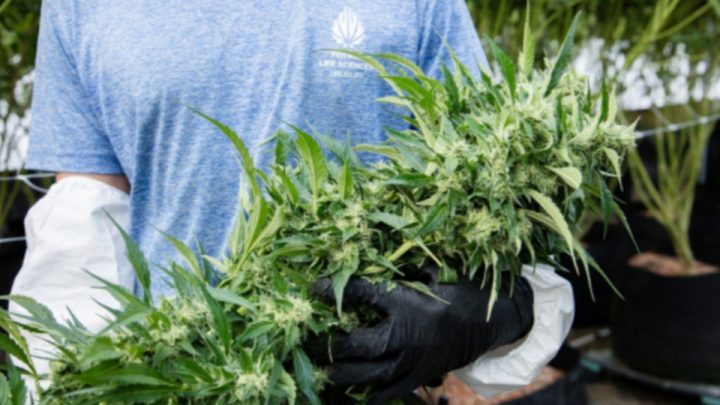 Aprobaron el uso de cannabis medicinal en Ushuaia: “Hay 1200 familias fuera de la ley”