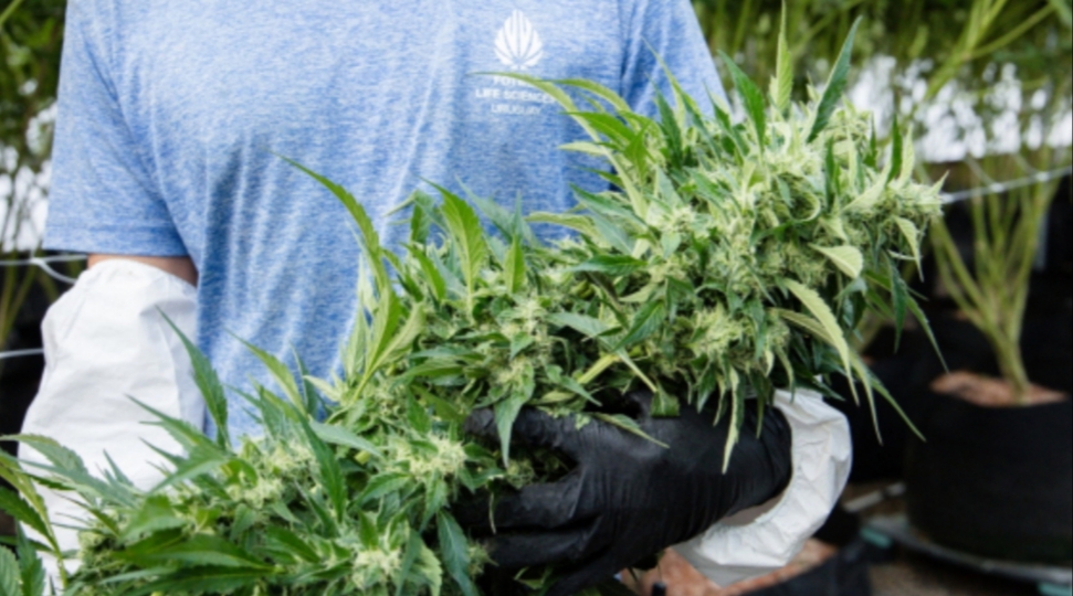 Aprobaron el uso de cannabis medicinal en Ushuaia: “Hay 1200 familias fuera de la ley”
