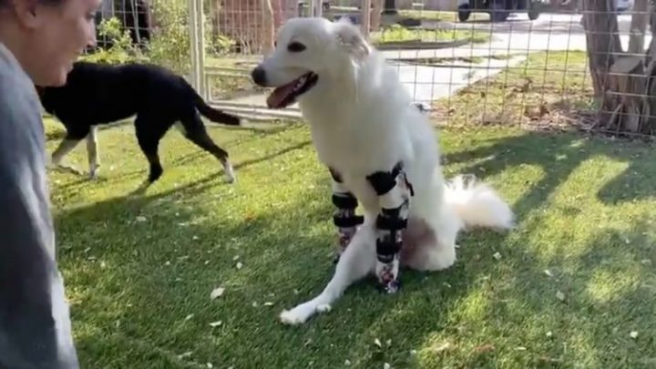 Una perra sin tres de sus patas pudo volver a caminar gracias a dos prótesis