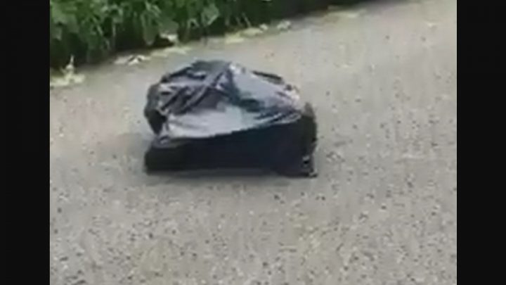 Frenó en medio de la ruta al ver una bolsa que se movía: “Algo estaba vivo adentro”