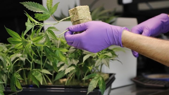 Aprueban en Ushuaia, el marco regulatorio para el acceso al cannabis