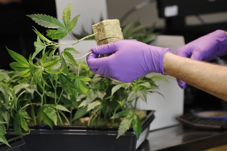 Aprueban en Ushuaia, el marco regulatorio para el acceso al cannabis Aprueban en Ushuaia, el marco regulatorio para el acceso al cannabis